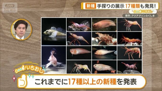 17種類以上の新種を発表