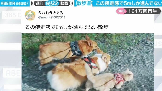 こんなに必死で走ってるのに！コーギーと負けず嫌いな猫の散歩風景が「全然進んでない」と話題に 1枚目