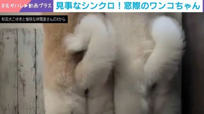 クルミちゃんとカナちゃん