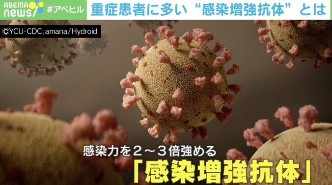 新型コロナ重症者に多い「感染増強抗体」を世界初発見  “重症化リスク”を事前に調べる手がかりに？ 1枚目