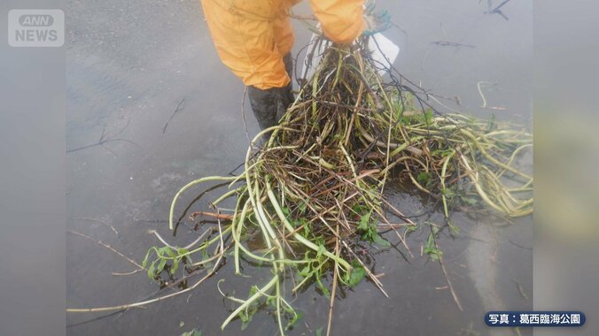 「地球上最悪の侵略的植物」大雨の影響も…東京で繁殖 1枚目