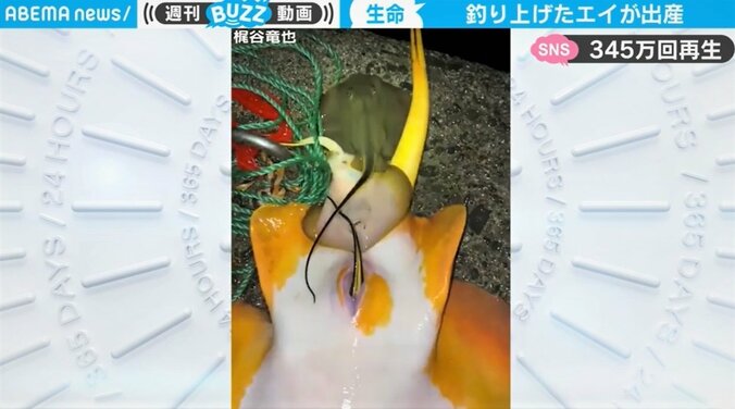 釣り上げたエイが続々と出産…「これは貴重映像」「感動モノ」と話題 1枚目