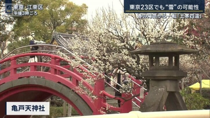 境内に250本以上の梅が咲き誇る亀戸天神社
