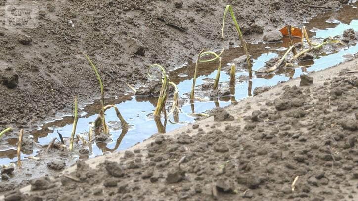 千葉豪雨 目に見えない被害 ネギ畑浸水水引いても影響 生産者「根を復活させる」