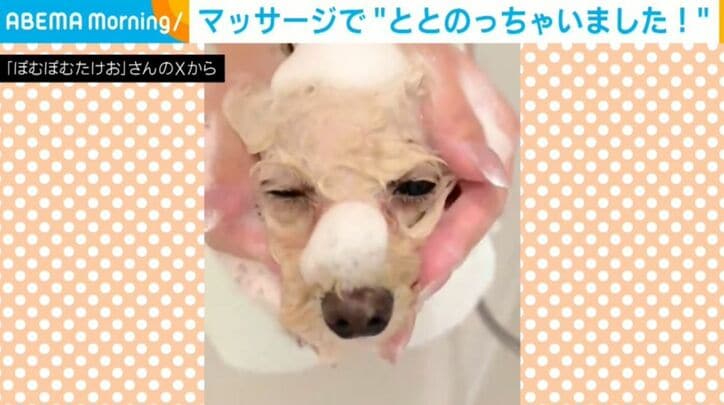 ぽむぽむたけおくん