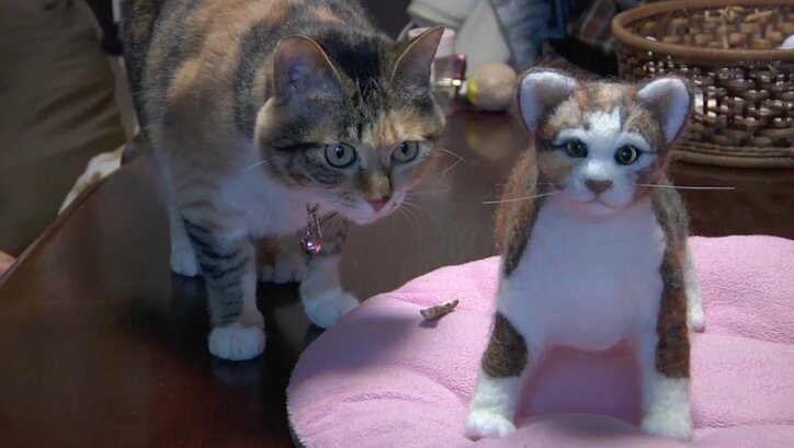 「前の猫は一体…？」長野・安曇野の猫が大集合　美しい風景＆猫にまったり癒されるにゃ