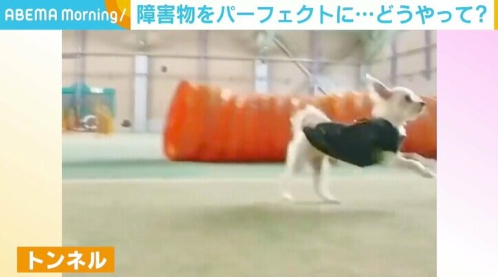 障害物がもはや背景に…“全無視”で疾走する犬に反響 「楽しそう」