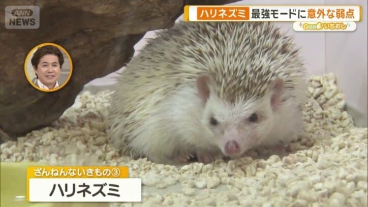 ハリネズミ