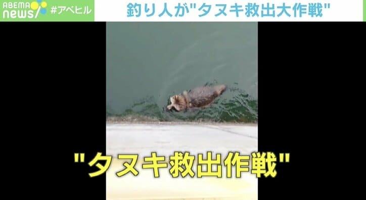 溺れたタヌキを釣り人が発見 目の前で沈んじゃうんじゃないかって 決死の救出劇 国内 Abema Times