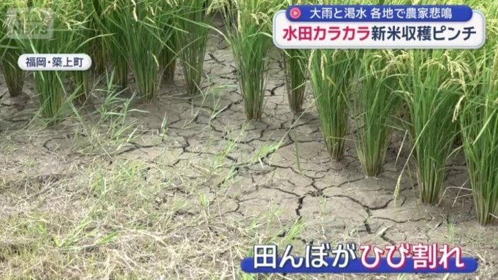 ひび割れた田んぼ