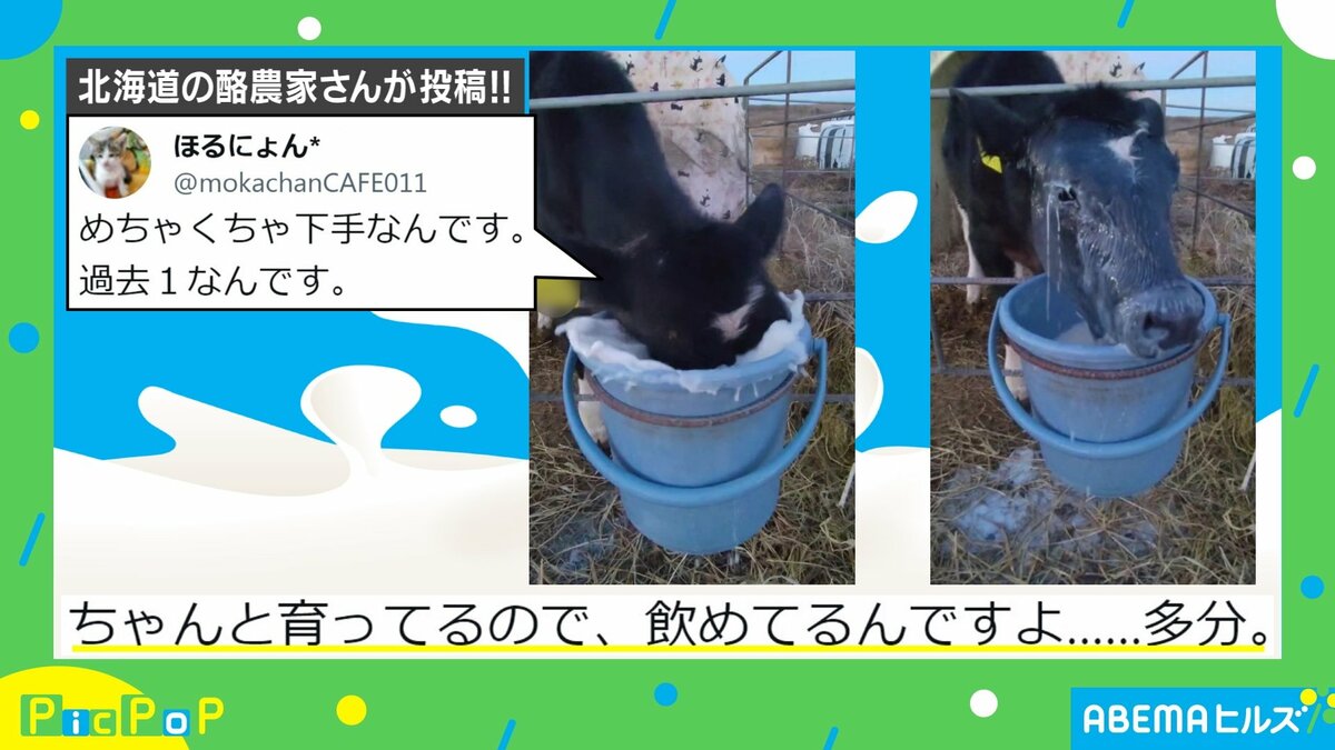 ミルクに顔からダイブ！？ 豪快すぎる子牛の“飲みっぷり”が