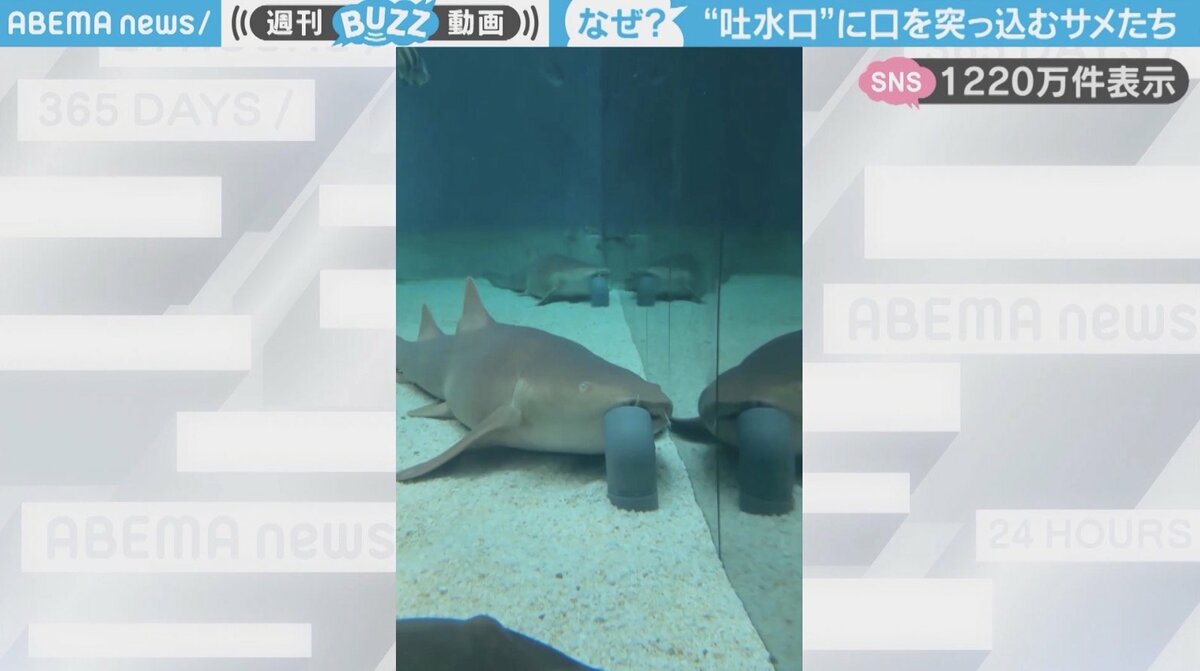 どういう状況？水槽の“吐水口”に口を突っ込む、2匹のサメに「目が放心