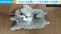 あなたのところに荷物をお届け!小さなポメラニアンの“一生懸命”な姿に「うちにも配達お願いします!」と反響続々