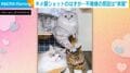猫3匹の仲良しショット!と思いきや…頭を押さえつけられた“不満顔”&隣で緊迫の表情を見せる姿に反響「これは顔に出てる」「笑ってしまうw」