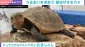 「うるおうわ～」“美意識高すぎ”カメ、水蒸気の直浴び姿に「見習いたい」「お手入れに余念がないわね」など反響