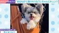 睡魔と格闘するチワワ×マルチーズ 愛らしい戦いに「これはかわいいw」「おじいちゃんに見える」などの声