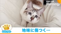 【映像】なでなでの直後に“毛づくろい”をする猫