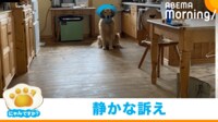 【映像】「だるまさんが転んだ!」じわじわと近づいてくる犬