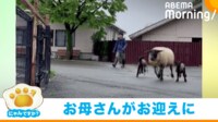 【映像】赤ちゃんヒツジの“感動的な結末”