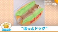 【映像】ホットドッグに見える柴犬の姿