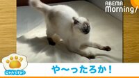 【映像】元気に“ぴょんぴょん”と跳ねる猫