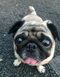 坂上忍『パグゾウから皆様にお礼だそうです』