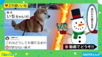 【映像】豪快に雪だるまの“頭”を破壊する柴犬