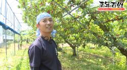 「佐藤錦の時代は終わった」記録的猛暑で収穫激減…“さくらんぼ王国”山形を襲った危機 それでも自然に抗い続ける農家たち「死ぬまで一生、来年百姓」