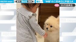 ハイハイから歩き出した… 赤ちゃんに困惑するポメラニアン　リアクションが“切なくて可愛すぎる”と話題に 「一回首振るの、嘘だっ！てなって笑うw」