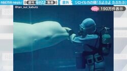 「気持ちよさそう…」飼育員がシロイルカの頭を“たぷたぷ”触る様子に「ぷよぷよで笑った」「そこ骨はいってないんだ」と話題
