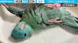 仰向けゴロン！サザナミインコの“大胆な水浴び”に「びしょびしょのインコ初めて見たw」「どっぷり浸かってますね」と驚きの声