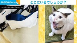 姿が見えなくなった猫のまさかの“隠れ家” 飼い主の心を掴む斬新な寝床が話題