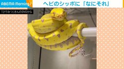 え、なにそれ…？ 高速でシッポを動かす黄色のヘビの“珍行動”にジワる人続出
