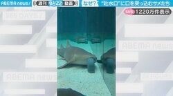 どういう状況？水槽の“吐水口”に口を突っ込む、2匹のサメに「目が放心状態みたいで面白い」「シーシャ吸ってるみたいw」と反響