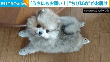 あなたのところに荷物をお届け！小さなポメラニアンの“一生懸命”な姿に