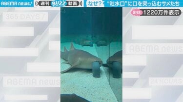 どういう状況？水槽の“吐水口”に口を突っ込む、2匹のサメに「目が放心