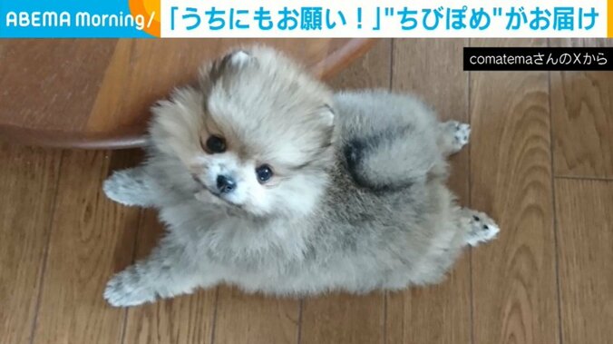 ポメラニアンのこまちちゃん