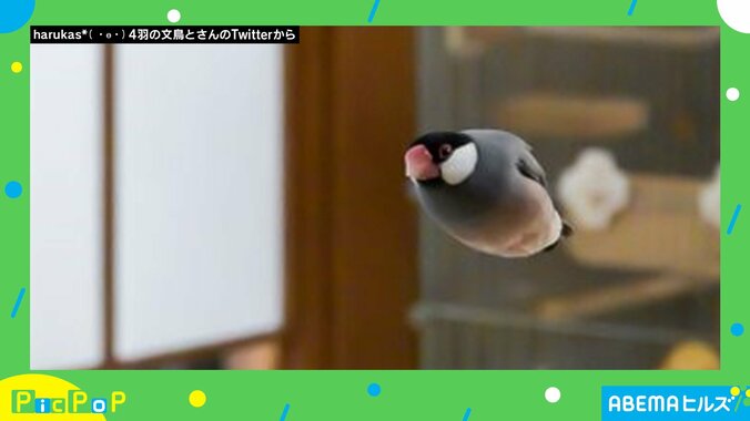 疾走感がすごい!! 飛行中の文鳥の“衝撃的な瞬間”を激写「美しい」「素晴らしい紡錘形」絶賛の声 2枚目