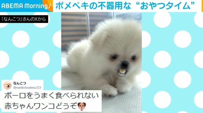 ポメペキのなんこつちゃん