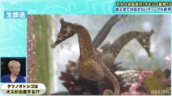 オスが出産する？タツノオトシゴの不思議な生態 3枚目