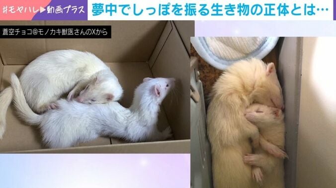 フェレットたち