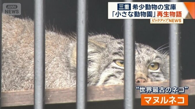 「世界最古のネコ」と言われるマヌルネコ