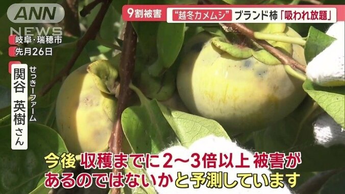 収穫までに2～3倍以上の被害を予測