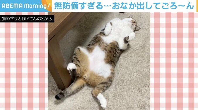 ネコのマサくん