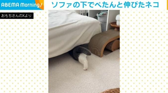 猫のおもちちゃん