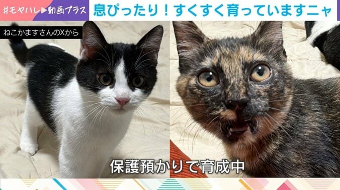 猫の磨崙と虔祷