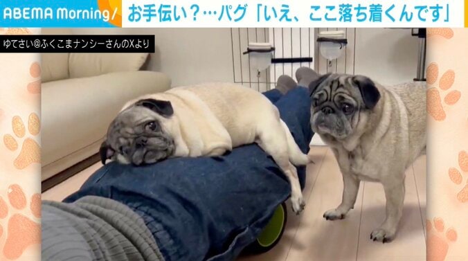 パグのナンシーちゃん