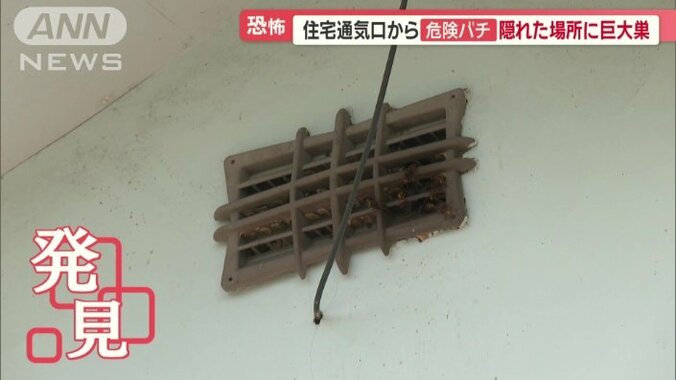 巣の出入り口を発見