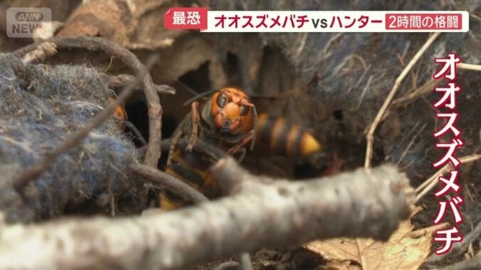 オオスズメバチ