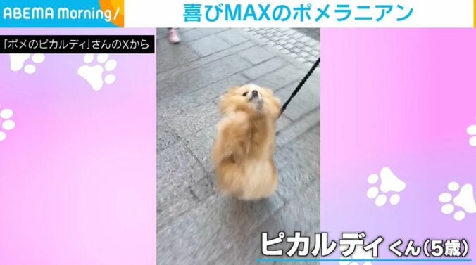 ポメラニアンのピカルディくん